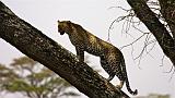 TANZANIA - Serengeti National Park - Leopardo - 12